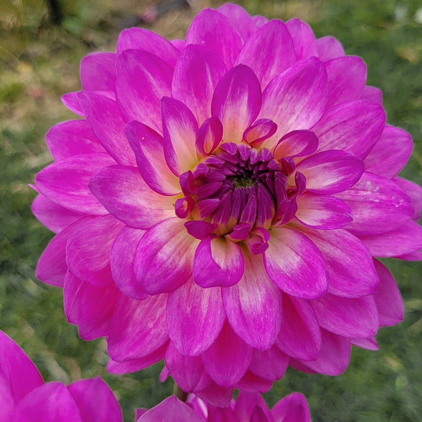 Shangri-La Lilac Star (#169)