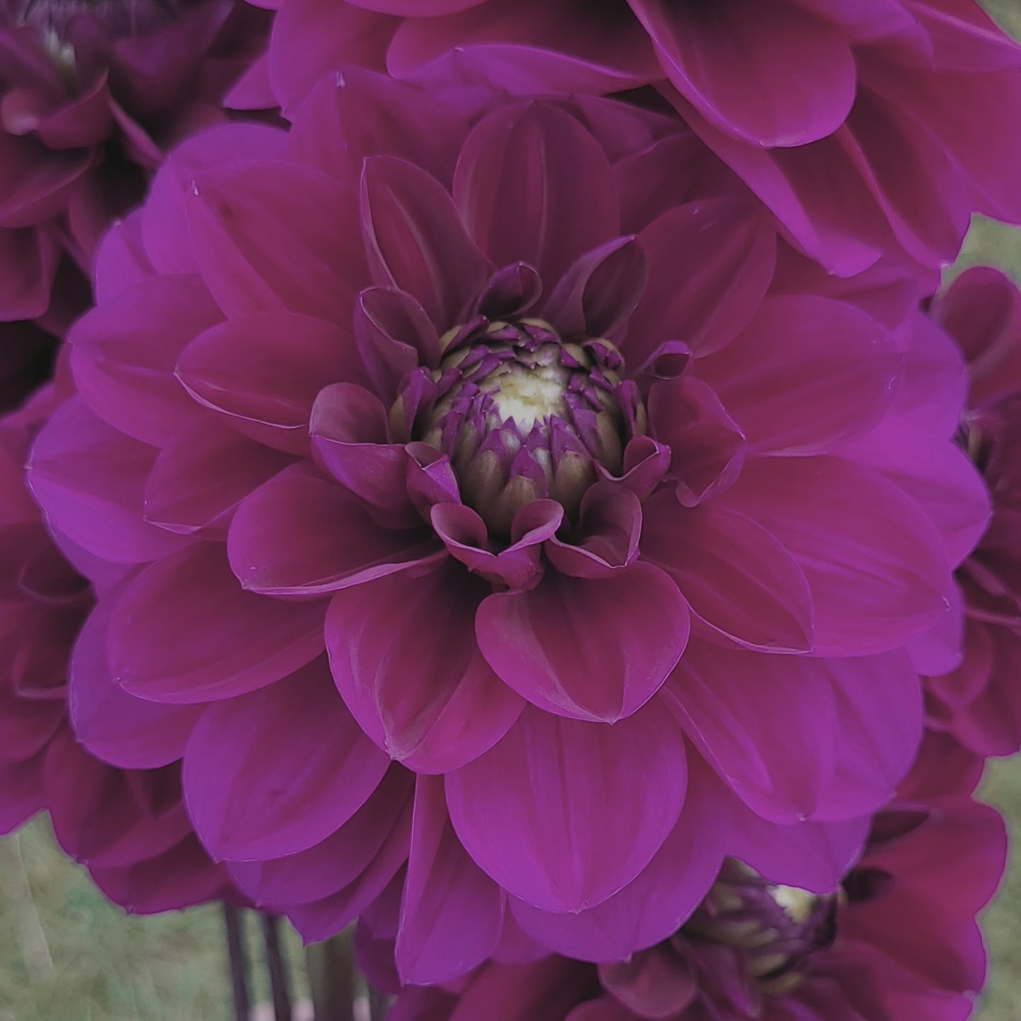 Shangri-La Purple Velvet (#184)