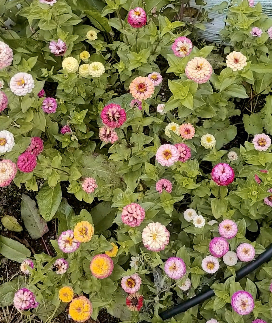 Zinnia Plants- Open Pollinated Mix- 6 pack