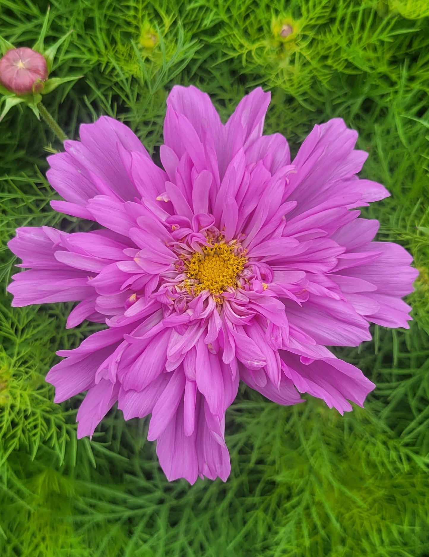 Cosmos Plants - Rose Bon Bon - 6 pack