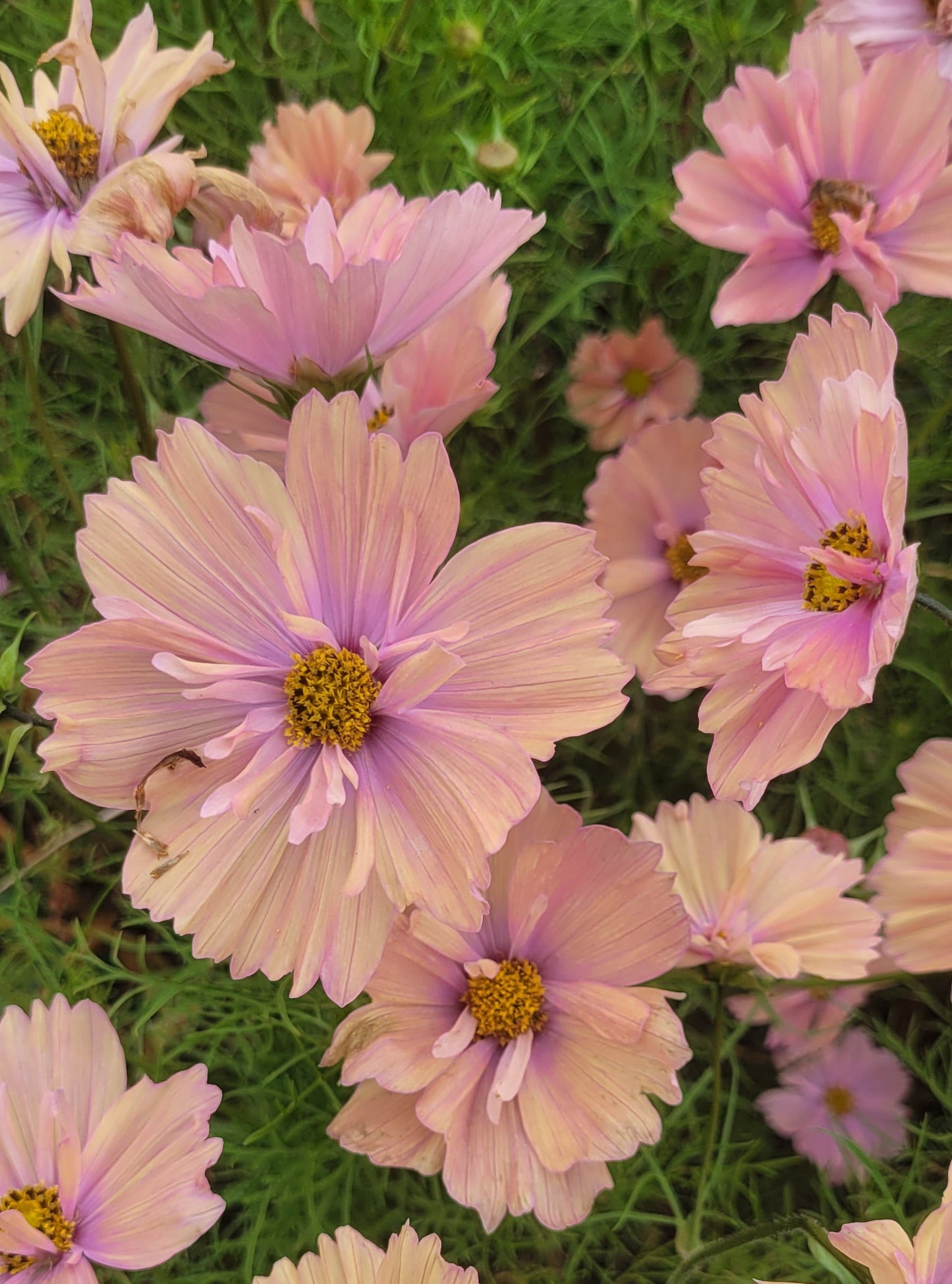 Cosmos Plants - Apricotta- 6 pack