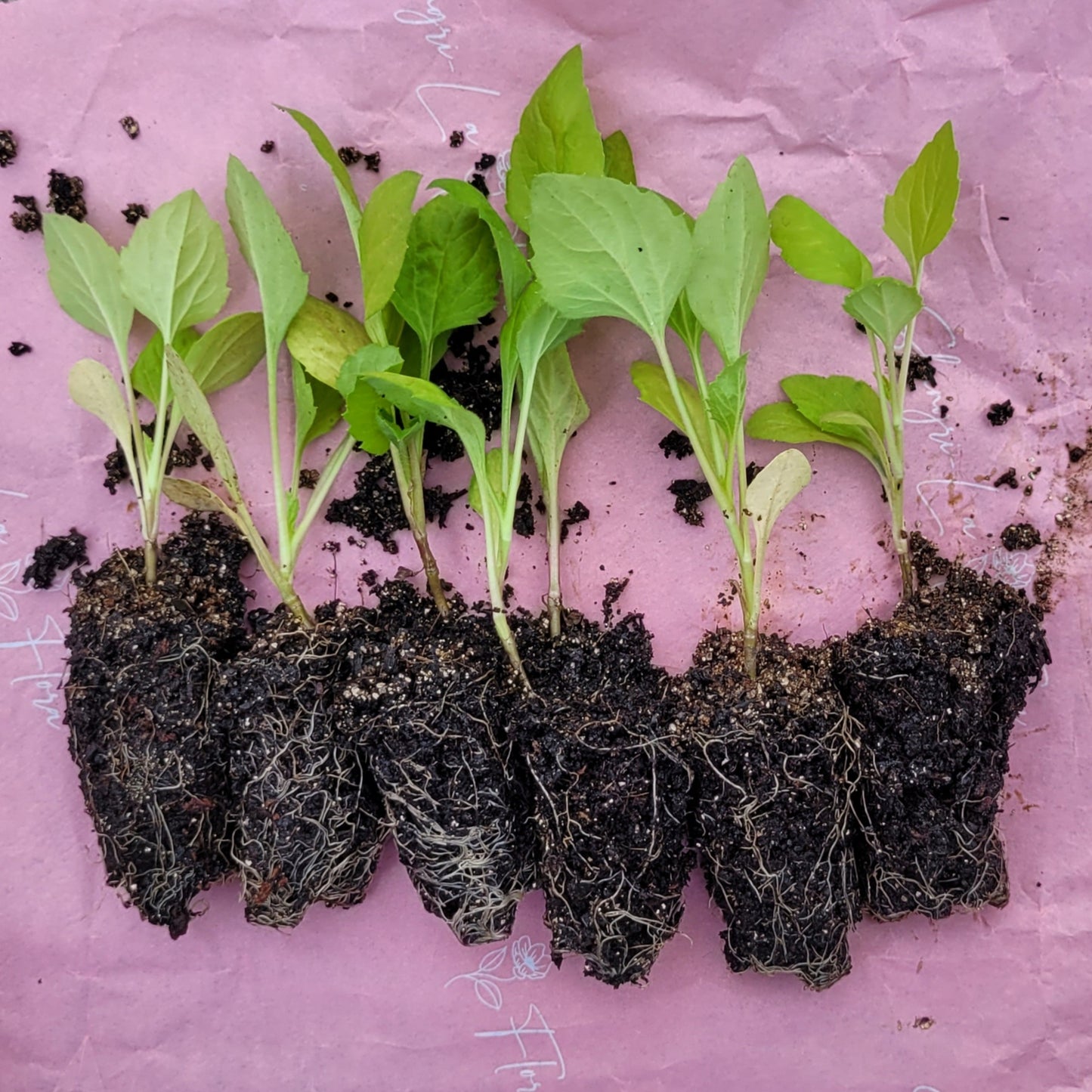 Aster Duchess Peony Delicate Pink - Plants - 6 pack