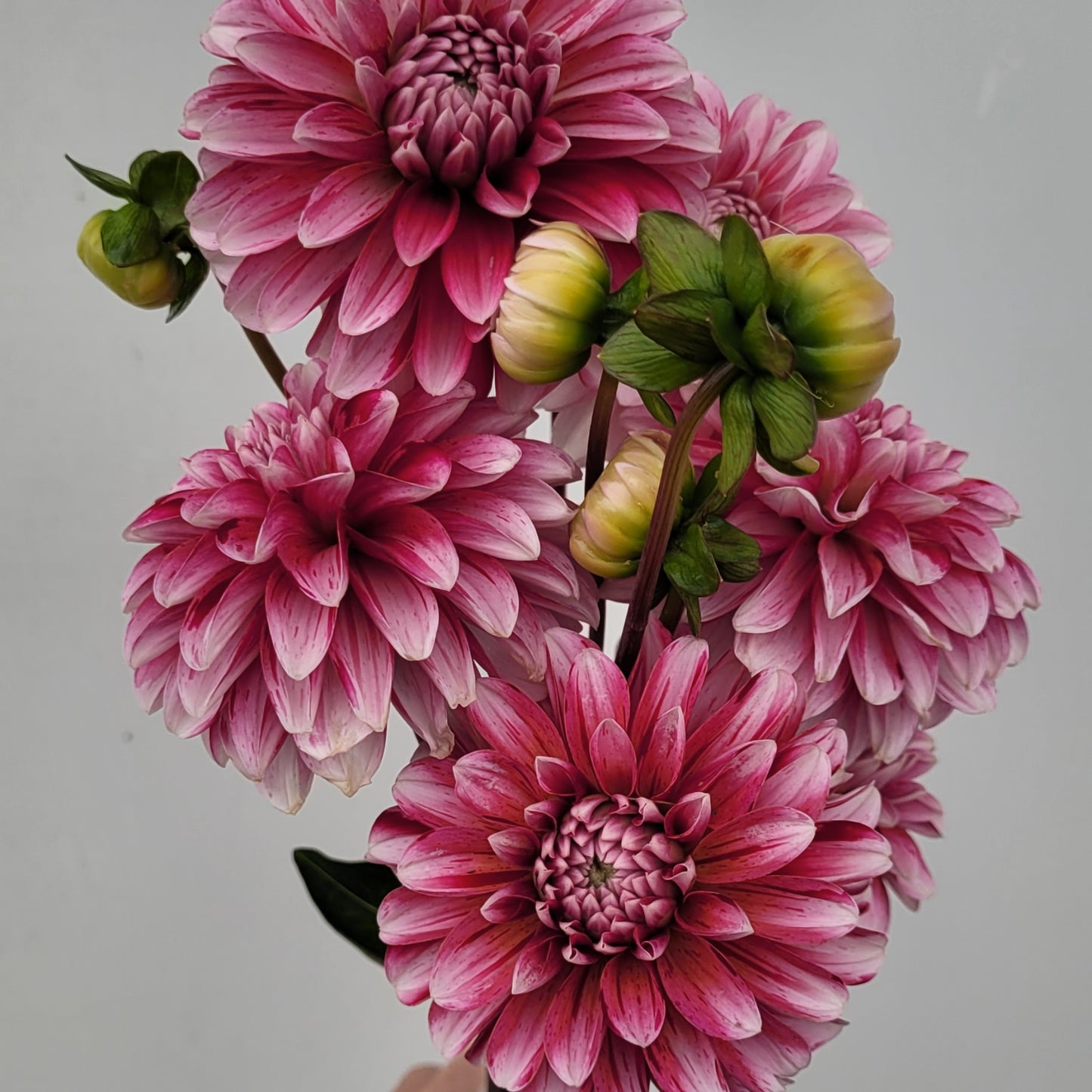 Strawberry Cream (#199)