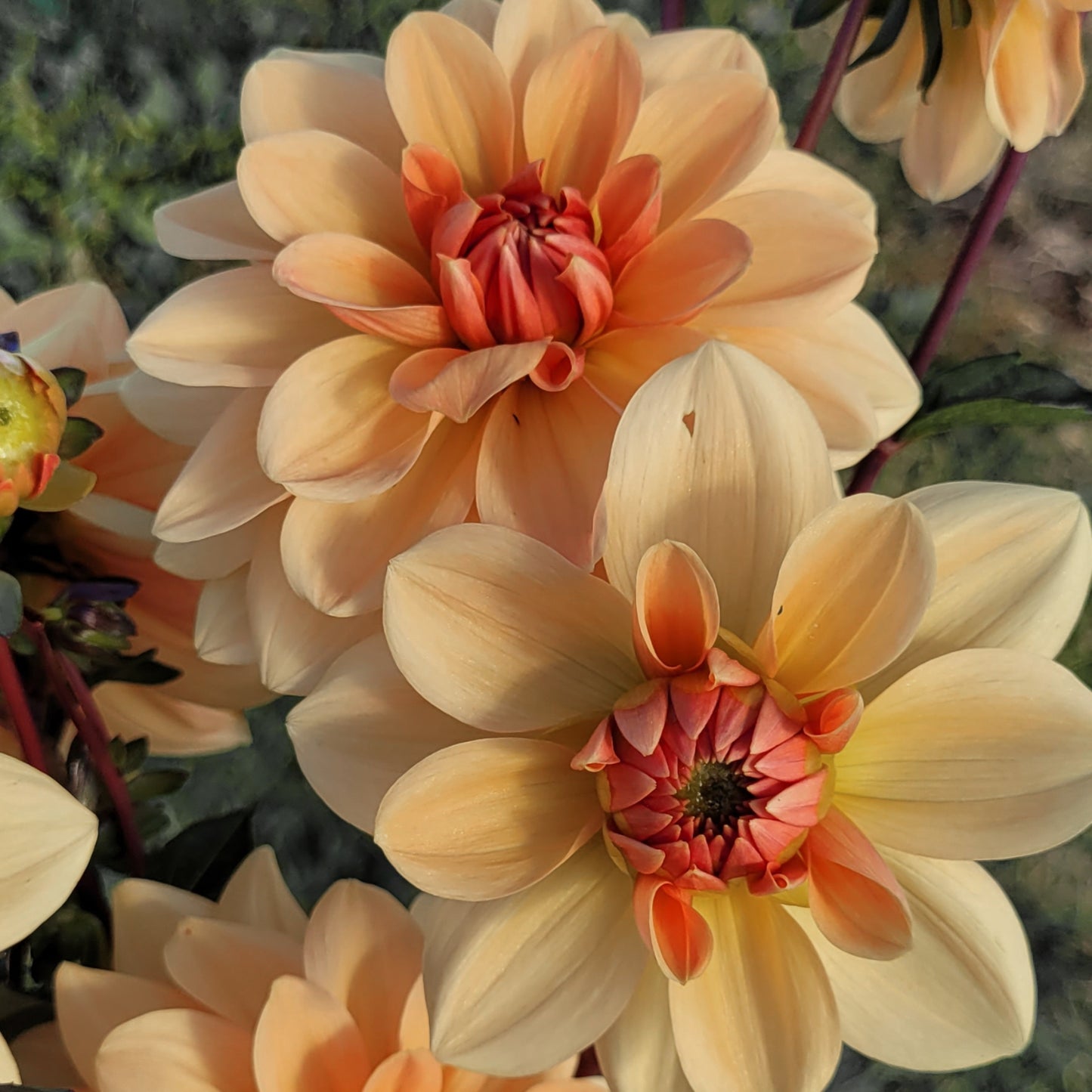 Shangri-La Apricot Honey (#101)