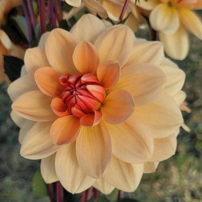 Shangri-La Apricot Honey (#101)
