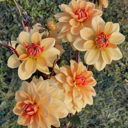 Shangri-La Apricot Honey (#101)