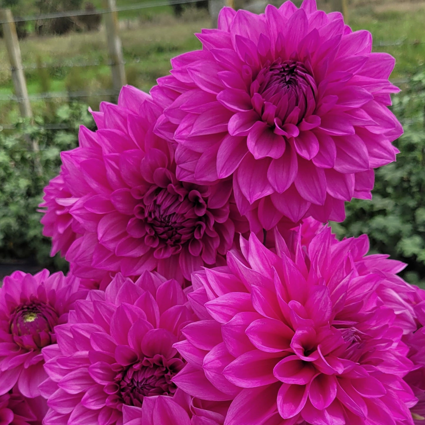 Shangri-La Eye Candy (#129)
