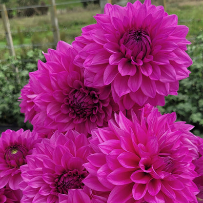 Shangri-La Eye Candy (#129)