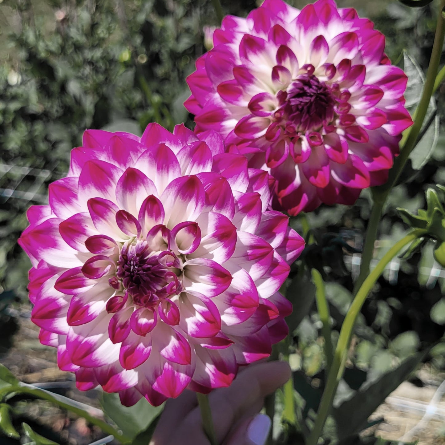 Ferncliff Duo (#238)
