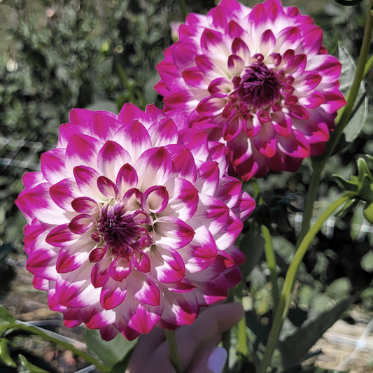Ferncliff Duo (#238)