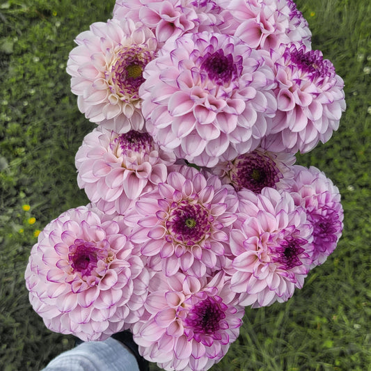 Genova (#140)