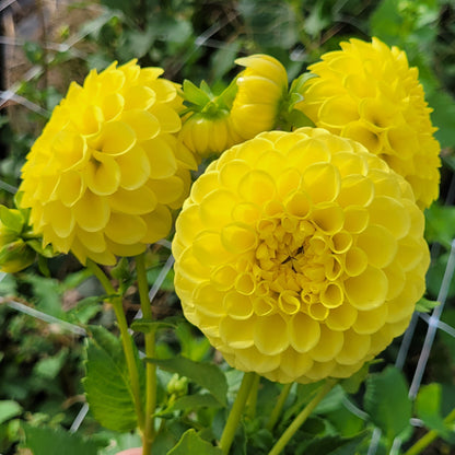 Shangri-La Lemon Zing (#165)