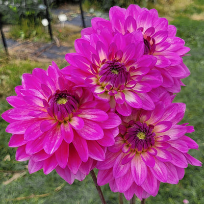Shangri-La Lilac Star (#169)