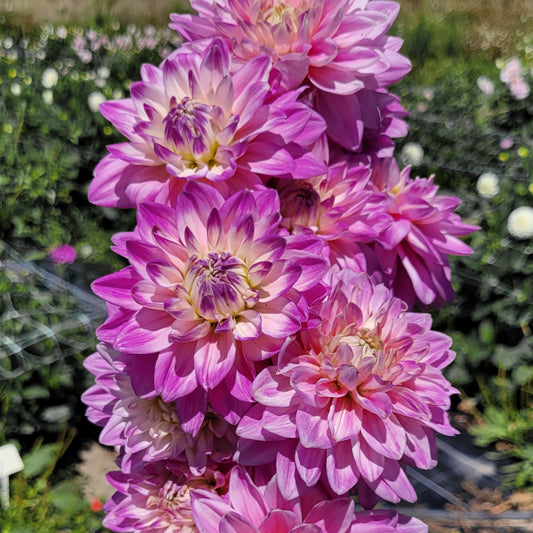 Shangri-La Pink Sherbet (#192)
