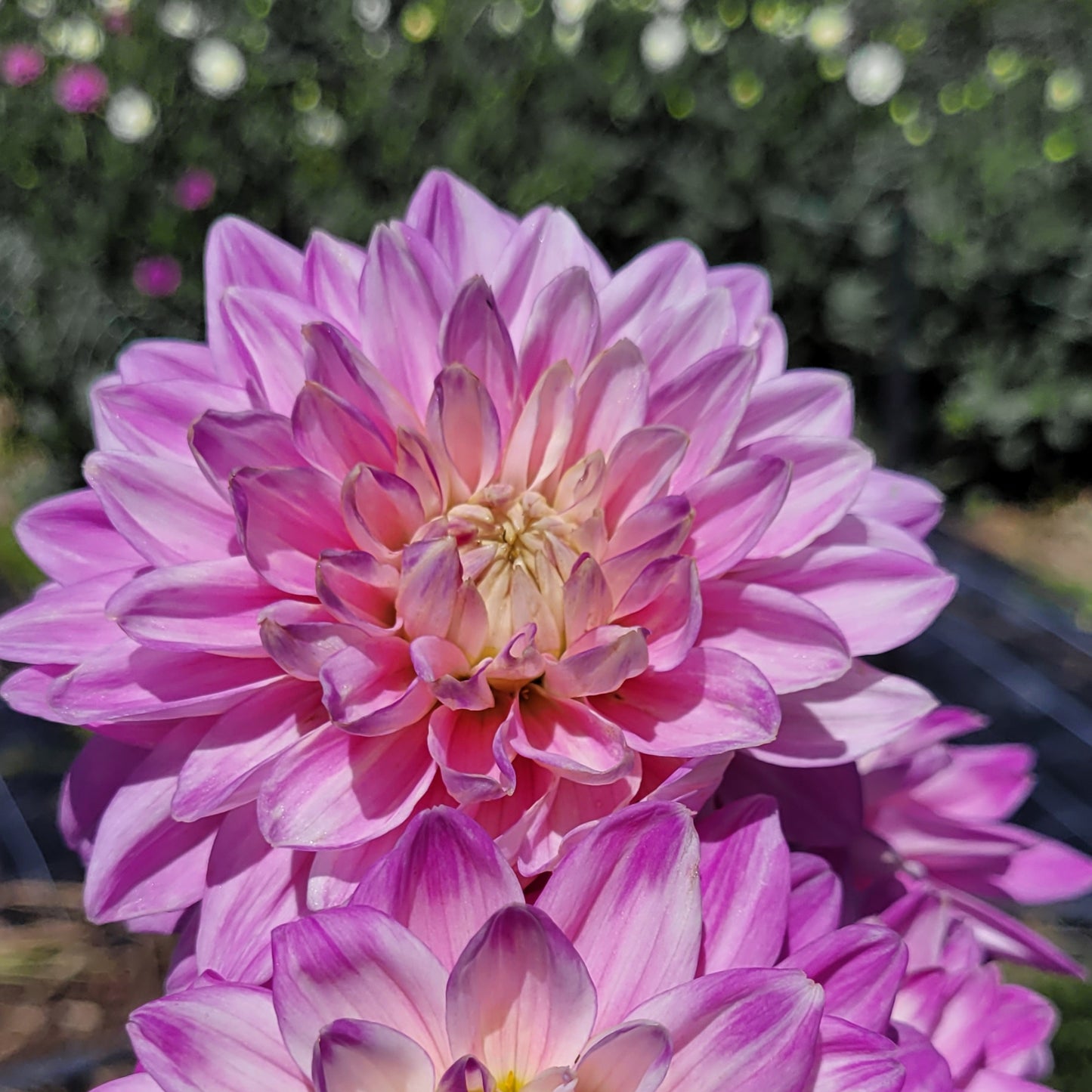 Shangri-La Pink Sherbet (#192)