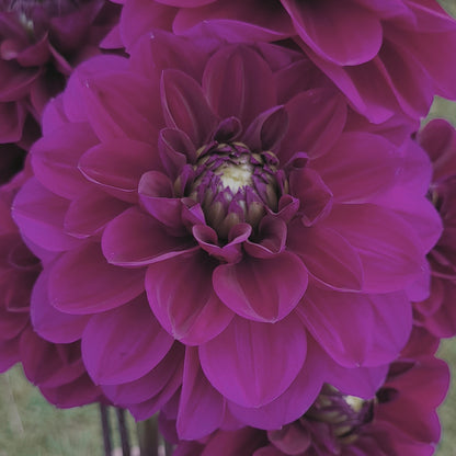 Shangri-La Purple Velvet (#184)