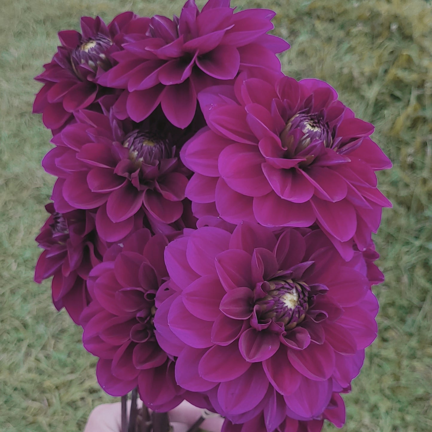 Shangri-La Purple Velvet (#184)