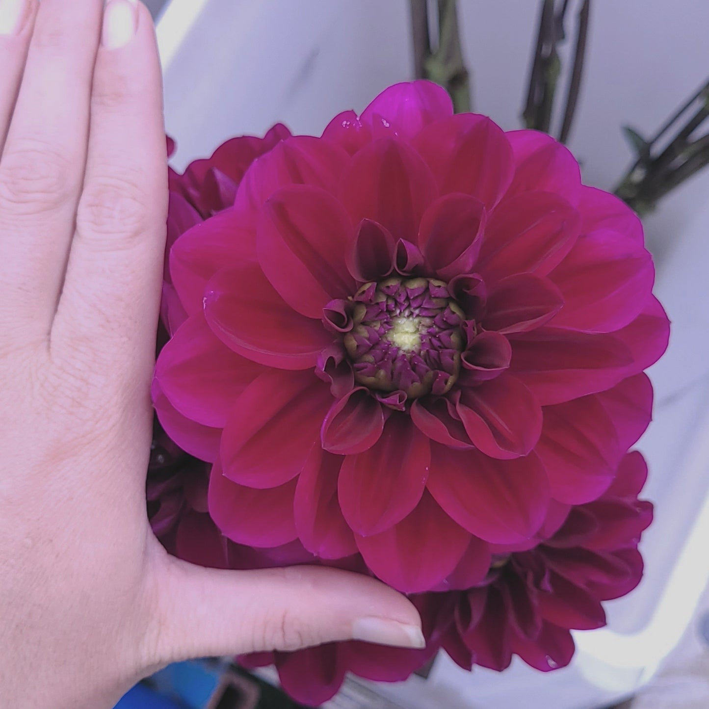 Shangri-La Purple Velvet (#184)