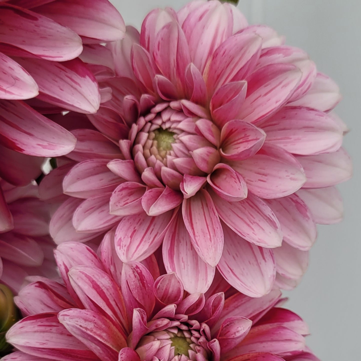 Strawberry Cream (#199)