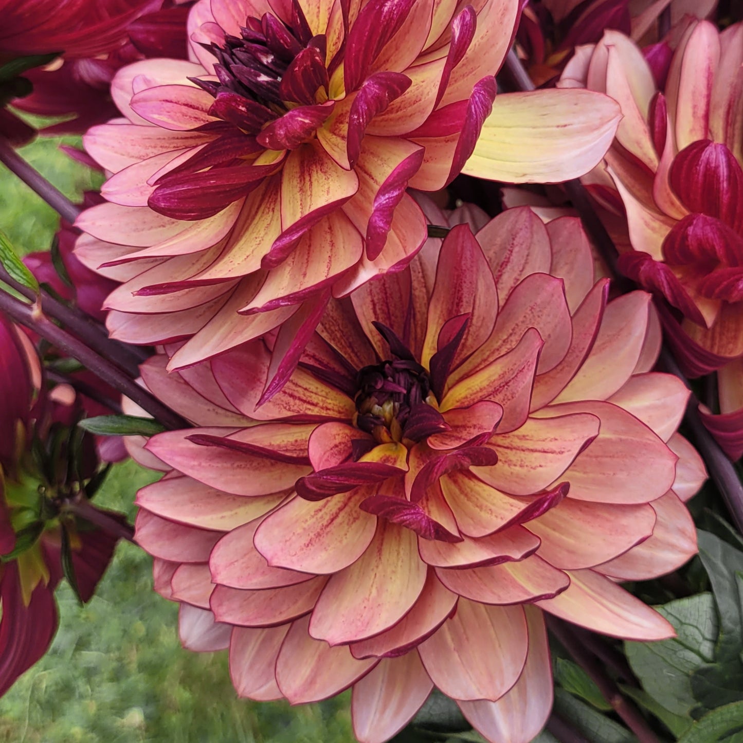 Unfurlings Sweet Earth (#218)