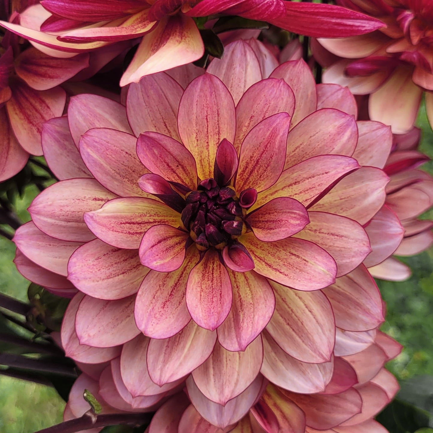 Unfurlings Sweet Earth (#218)