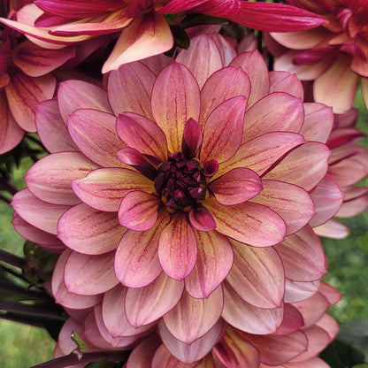 Unfurlings Sweet Earth (#218)