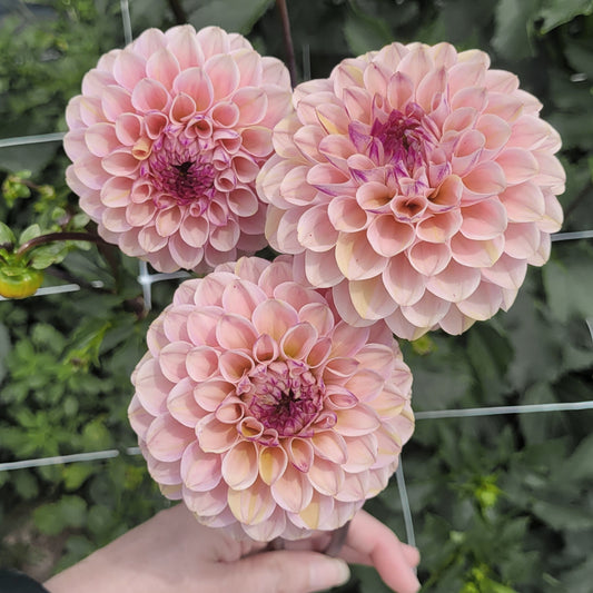 Wine-Eyed Jill Pink (#222)