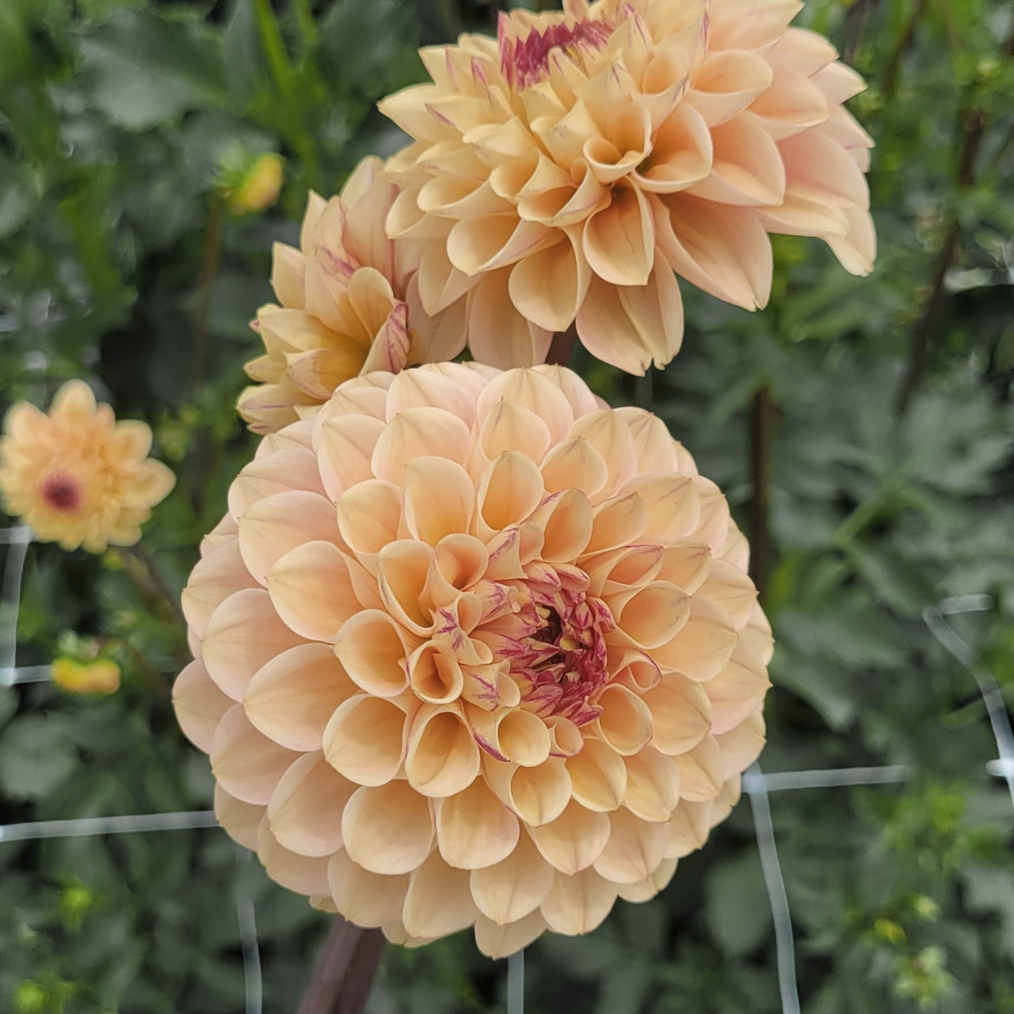 Wine-Eyed Jill Yellow (#225)
