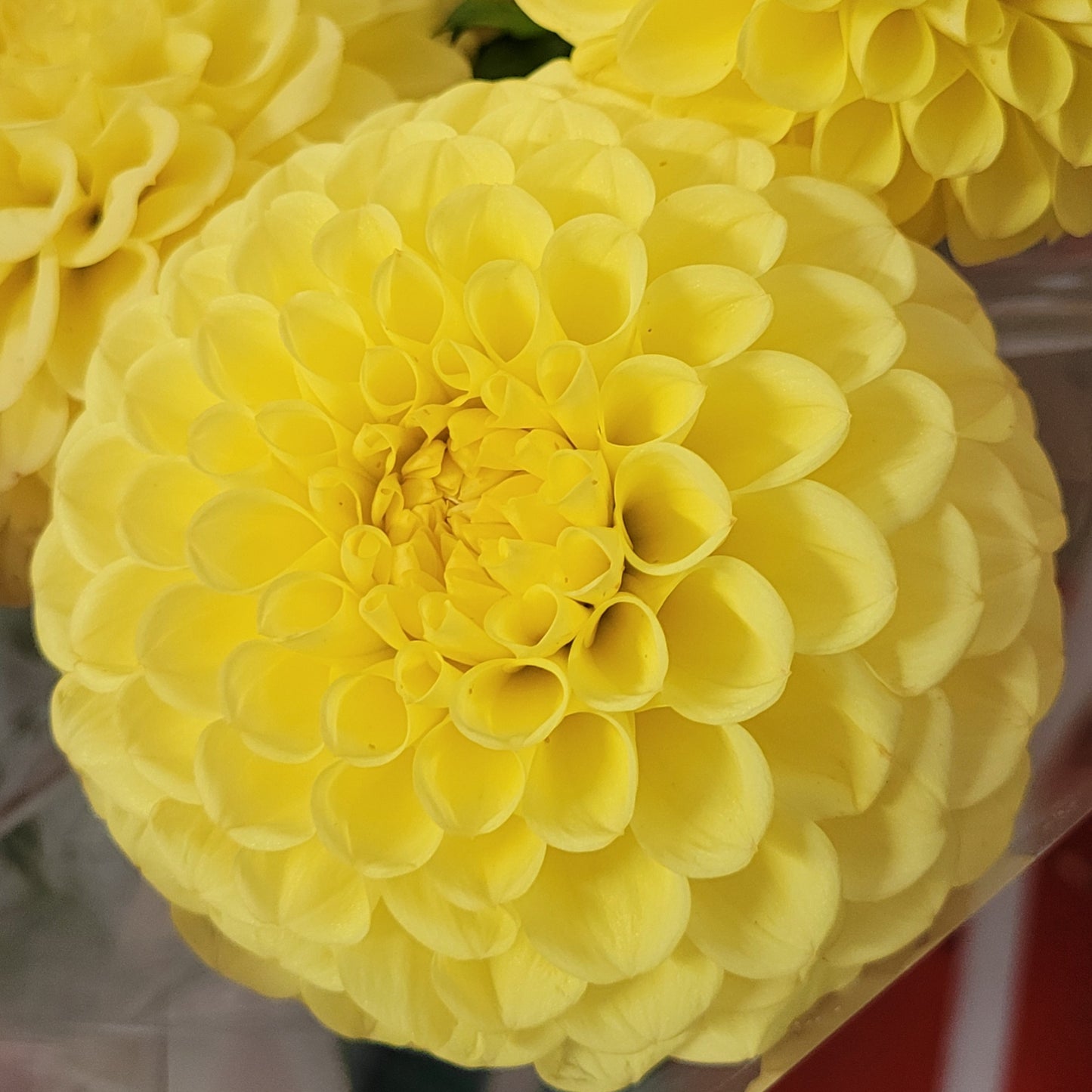 Shangri-La Lemon Zing (#165)