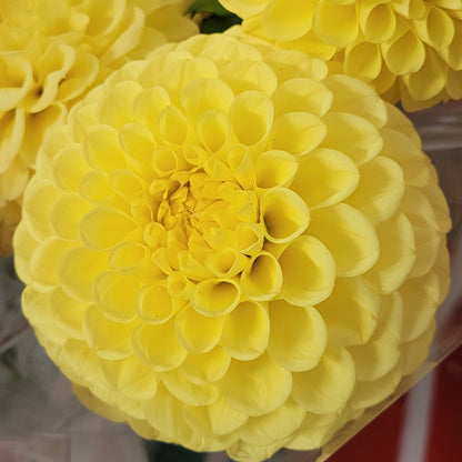 Shangri-La Lemon Zing (#165)