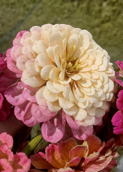 Zinnia Plants- Open Pollinated Mix- 6 pack