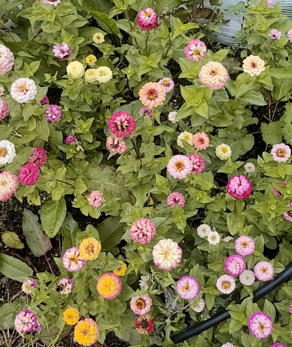 Zinnia Plants- Open Pollinated Mix- 6 pack