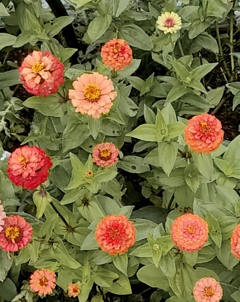 Zinnia Plants- Open Pollinated Mix- 6 pack