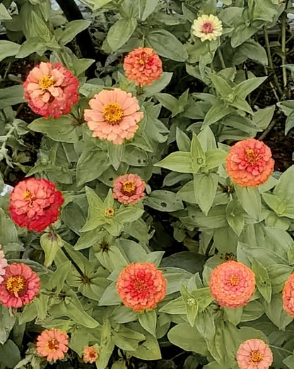 Zinnia Plants- Open Pollinated Mix- 6 pack