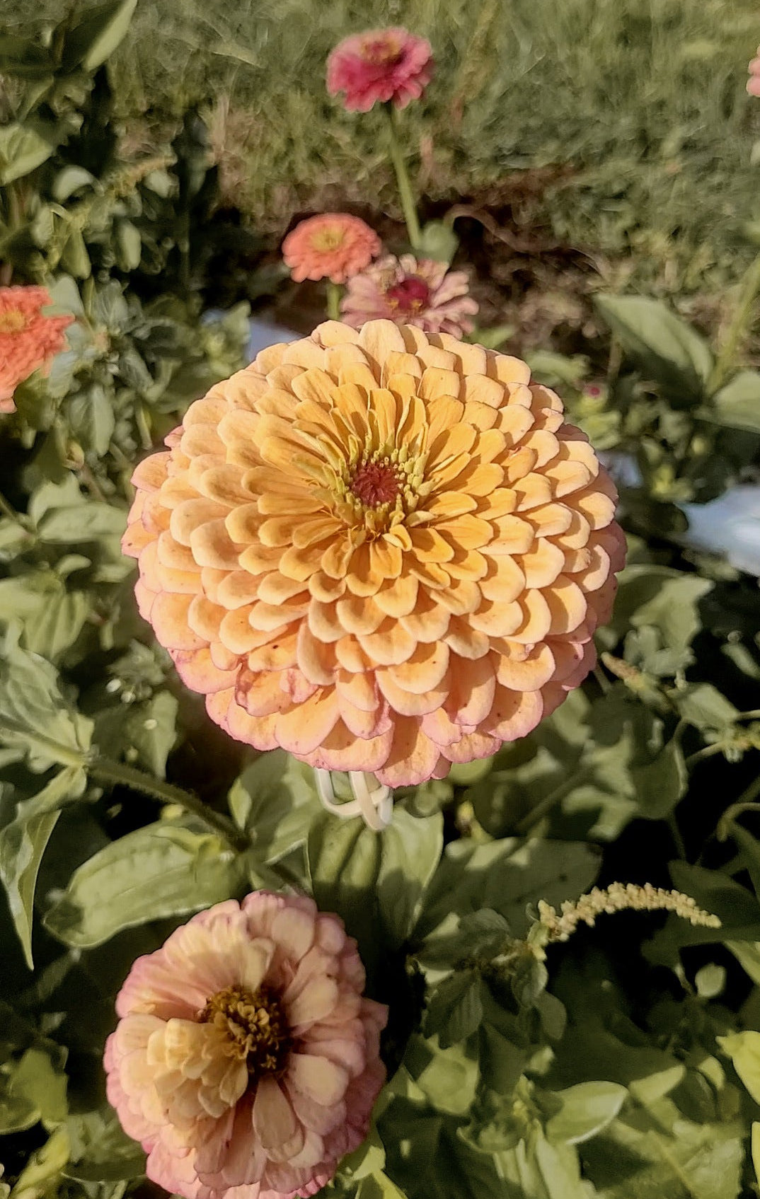 Zinnia Plants- Open Pollinated Mix- 6 pack