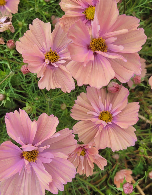 Cosmos Plants - Apricotta- 6 pack