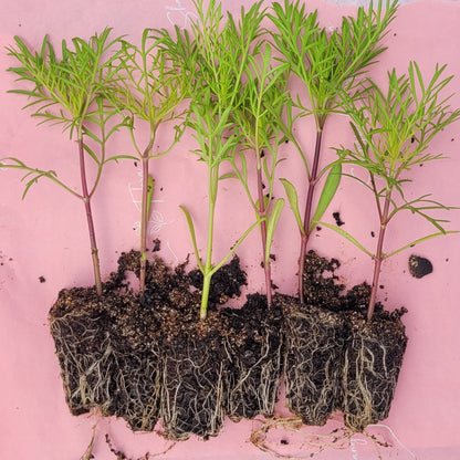 Cosmos Plants - Apricotta- 6 pack