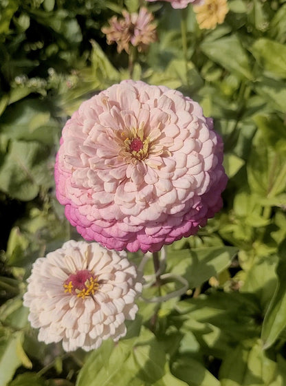Zinnia Plants- Open Pollinated Mix- 6 pack