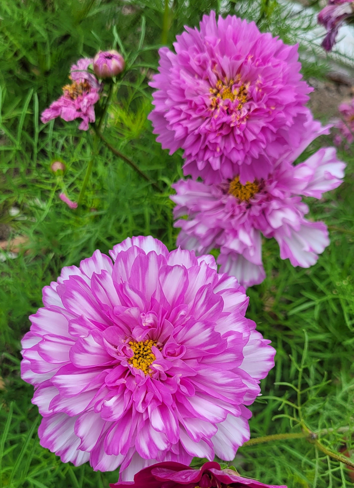 Cosmos Plants- Double Click Bi Colour Pink- 6 pack