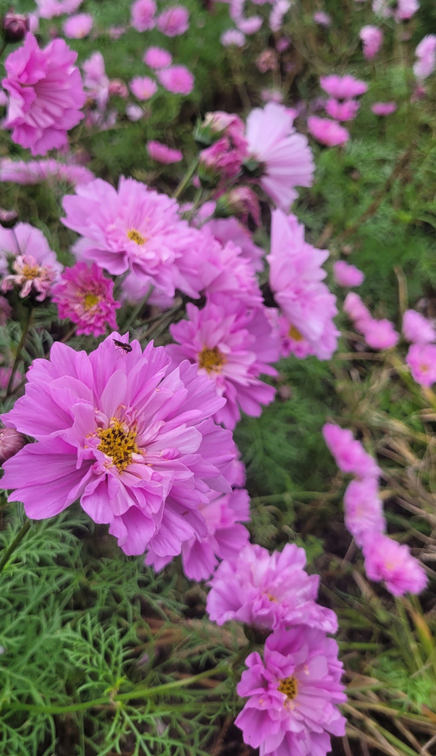 Cosmos Plants - Rose Bon Bon - 6 pack