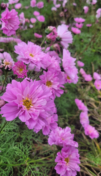 Cosmos Plants - Rose Bon Bon - 6 pack
