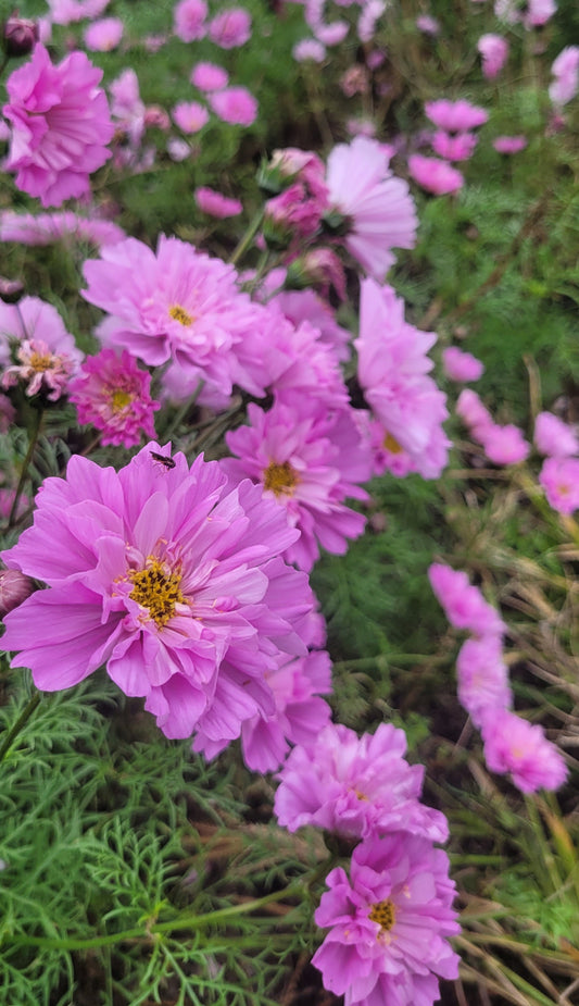 Cosmos Plants - Rose Bon Bon - 6 pack
