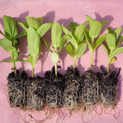 Zinnia Plants- Open Pollinated Mix- 6 pack