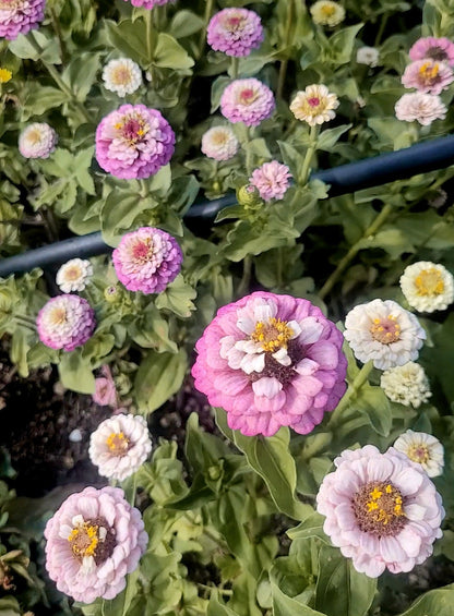 Zinnia Plants- Open Pollinated Mix- 6 pack