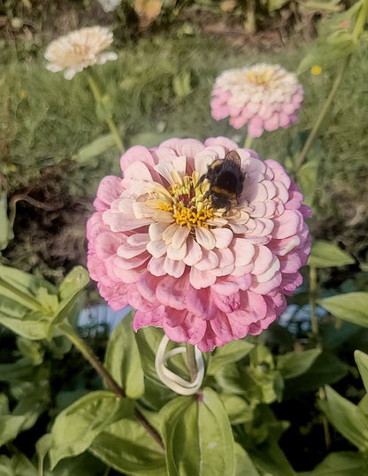 Zinnia Plants- Open Pollinated Mix- 6 pack