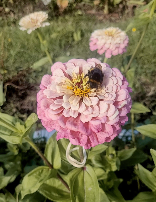 Zinnia Plants- Open Pollinated Mix- 6 pack