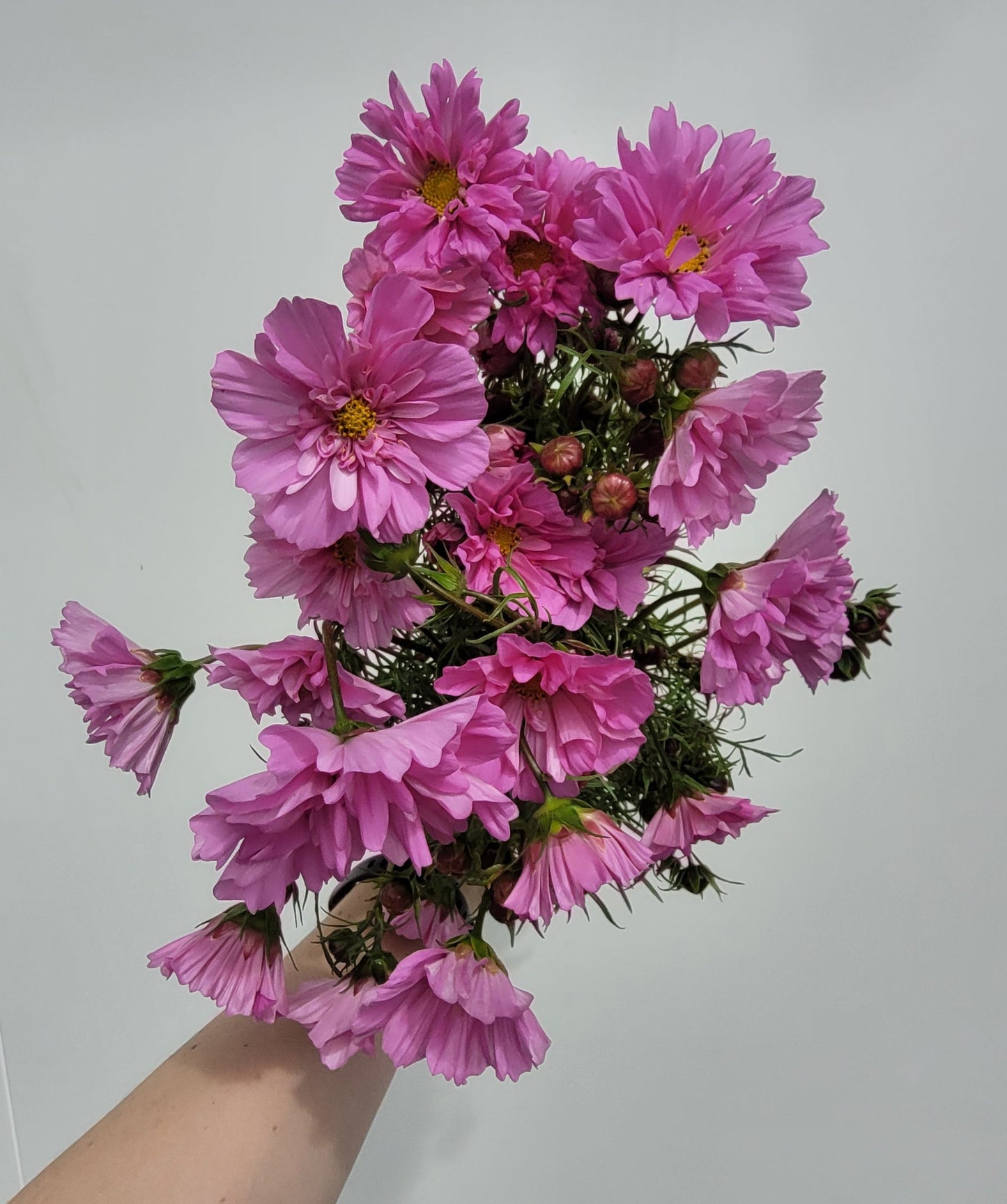 Cosmos Plants - Rose Bon Bon - 6 pack