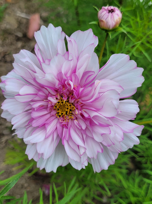 Cosmos Plants- Double Click Bi Colour Pink- 6 pack