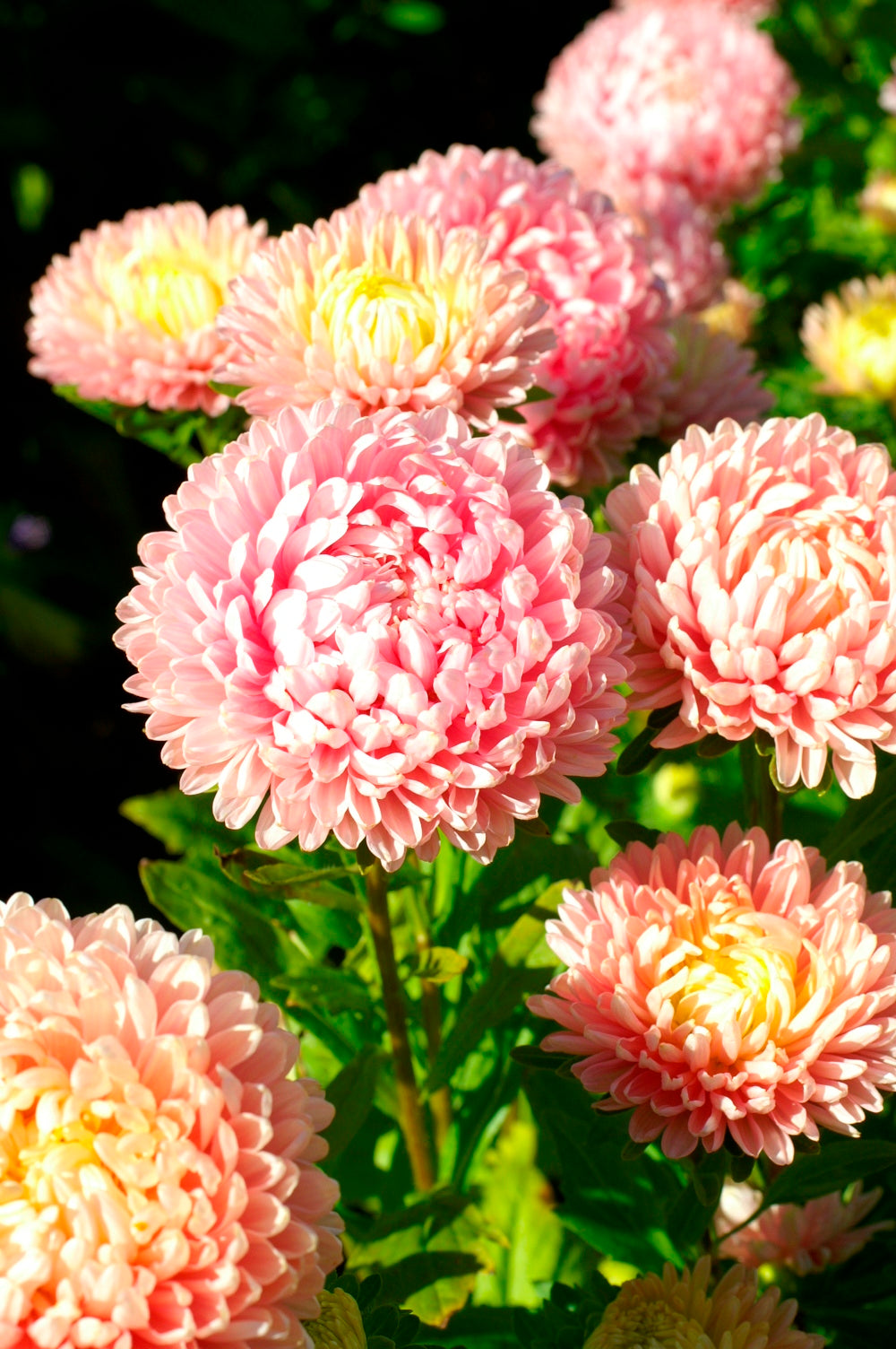 Aster Duchess Peony Delicate Pink - Plants - 6 pack