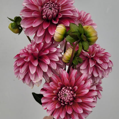 Strawberry Cream (#199)